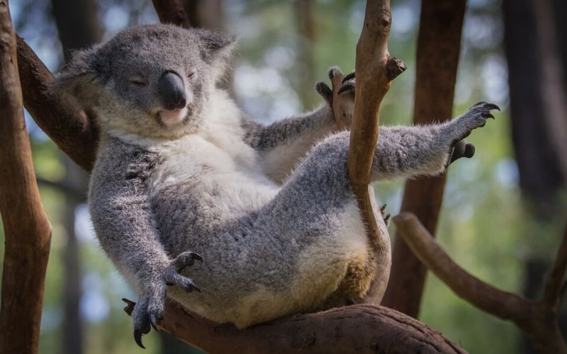 Prenehajte se kot mali avstralski jedci evkaliptusa oklepati sovraštva do tovrstnega humorja in se pustite koalatetno nasmejati.