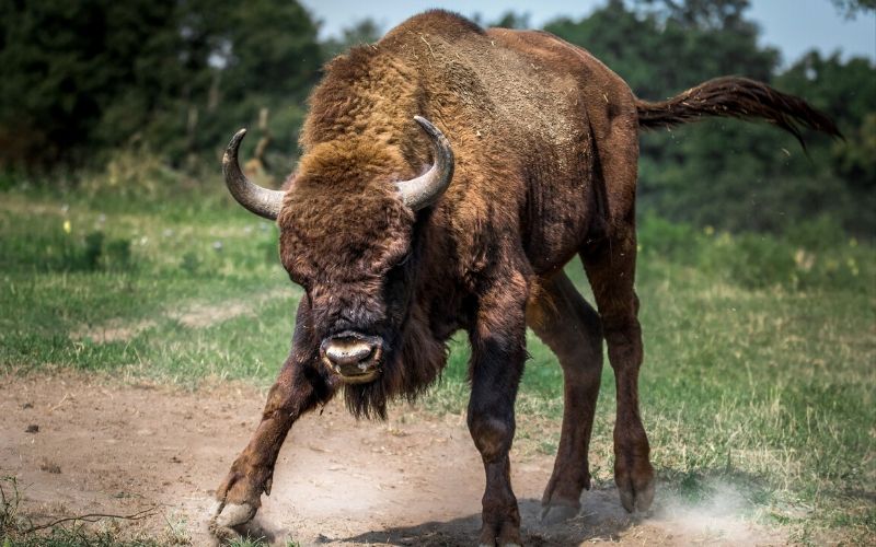 Na Poljskem najdemo tudi evropskega bizona oziroma zobra.
