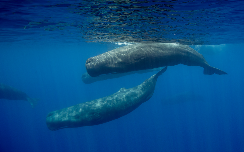 Gašper je trenutno vpet v projekt CETI, ki se ukvarja z razumevanjem govora kitov glavačev.