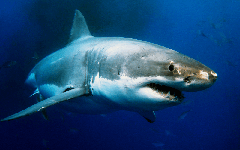 Shark week za mesečno krvavenje uporabljajo Britanke.